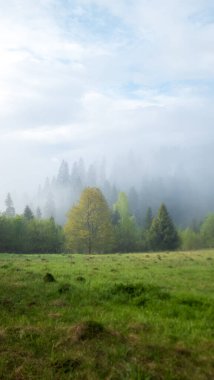 Dağlarda sisli bir sabah