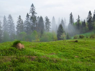 Karpat dağlarında sisli bir sabah.