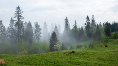 Karpatya dağlarında güzel sisli bir sabah