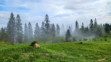 Yeşil orman ve dağ manzarası