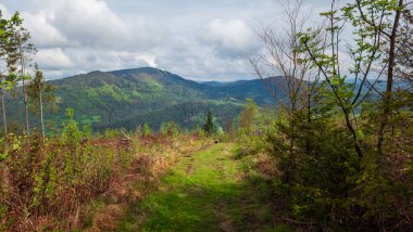 Karpatlar 'daki dağ ormanı manzarası.