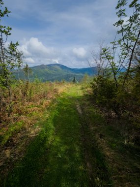 Dağlardaki ormanın güzel manzarası