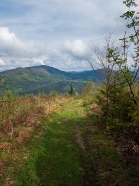 Ormandaki yeşil çimlerin ve ağaçların güzel bir görüntüsü.