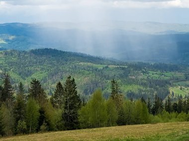 Karpatlar 'da dağları olan güzel yeşil orman.