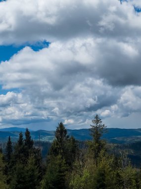 Bir dağ sırası olan güzel bir ormanın dikey görüntüsü.