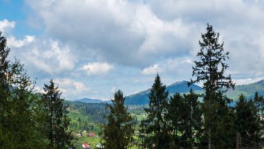 Ormanın güzel manzarası