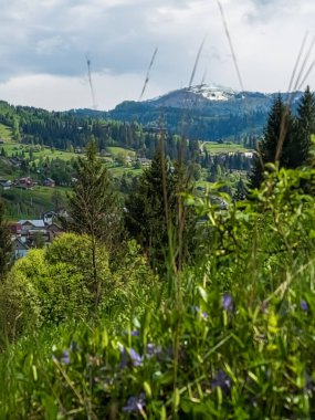 Dağlardaki yeşil çimlerin ve çiçeklerin manzarası