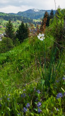 Dağlarda bir ağacı olan güzel bir manzara.