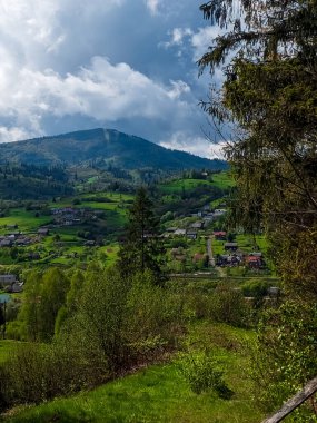 Yeşil ormanın güzel bir görüntüsü. Güneş ışığı altında yeşilliklerle çevrili.