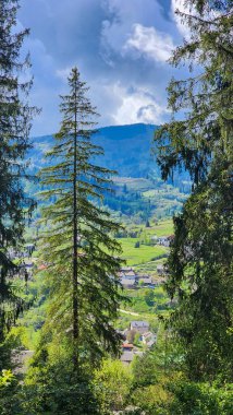 Yeşil bir ormanı ve arka planda bir ağacı olan güzel bir dağ manzarası.