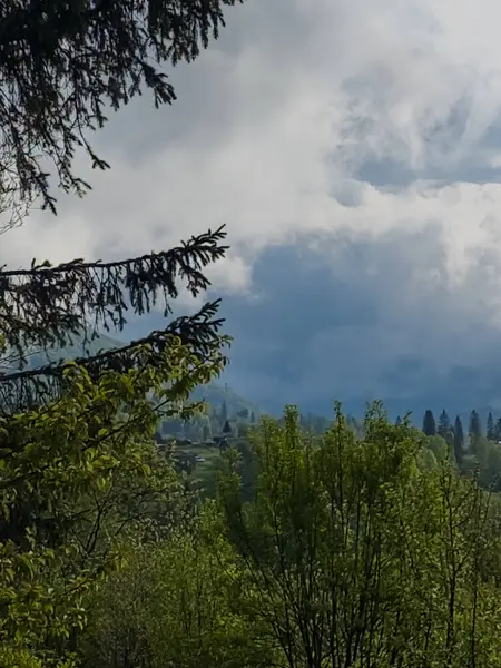 Ormanın güzel manzarası