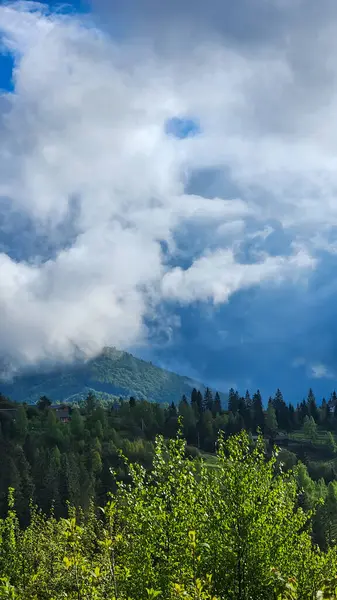 Yeşil dağ manzarası. Karpatların dağlarında yaz manzarası.