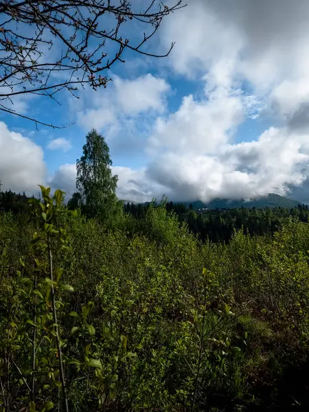 Ağacı ve bulutlu gökyüzü olan güzel bir manzara.