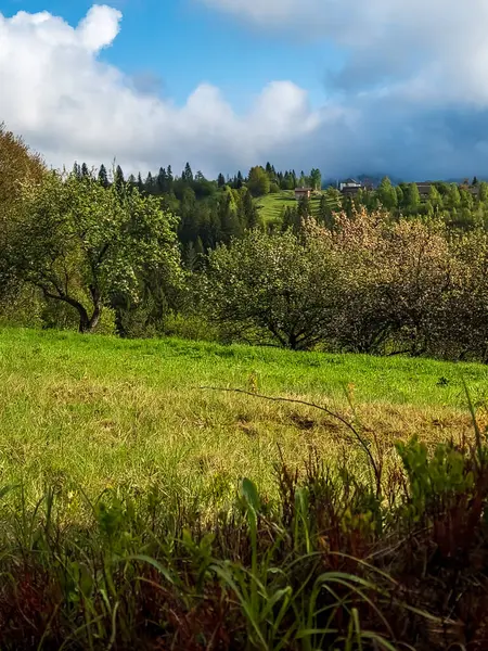 Ormandaki yeşil çimlerin ve ağaçların güzel manzarası.