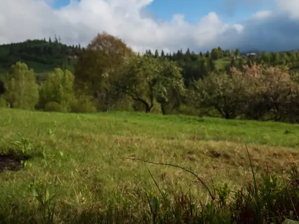 Yaz aylarında ağaçlarıyla güzel yeşil orman