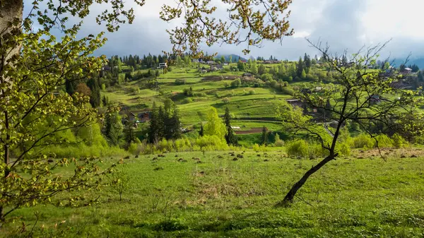 Ağaçlı yeşil bir çayır ve yüksek dağlarda bir dağ manzarası, arka planda bulutlu bir gün.