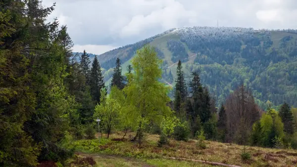 Ukrayna Karpatlar dağ manzarası.