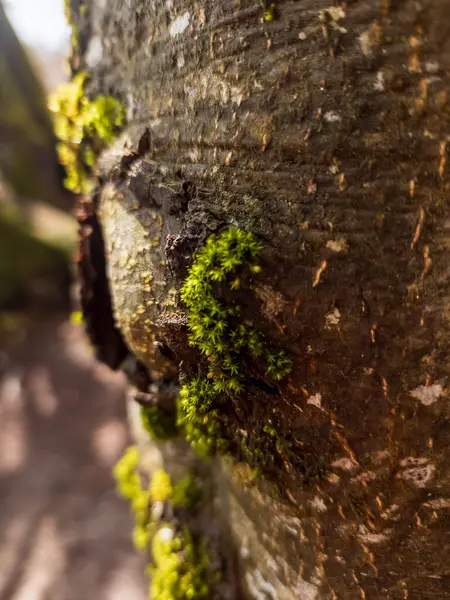 bir sandıkta yeşil yosun.