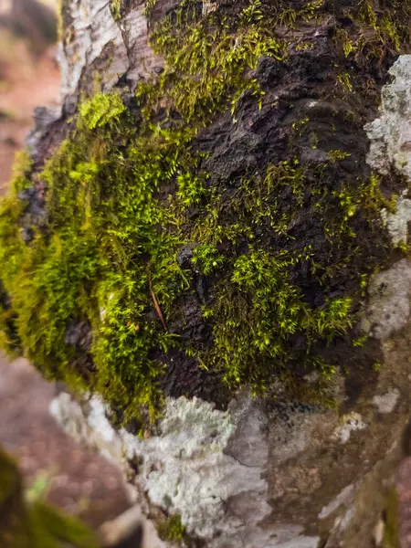 Ağaç kabuğunda yosun