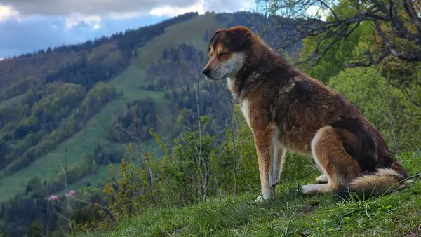 Dağdaki köpek