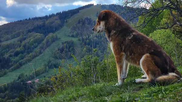 Dağlarda bir köpek
