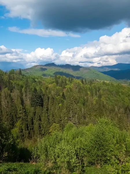 Güneşli bir günde ormanın güzel bir görüntüsü.