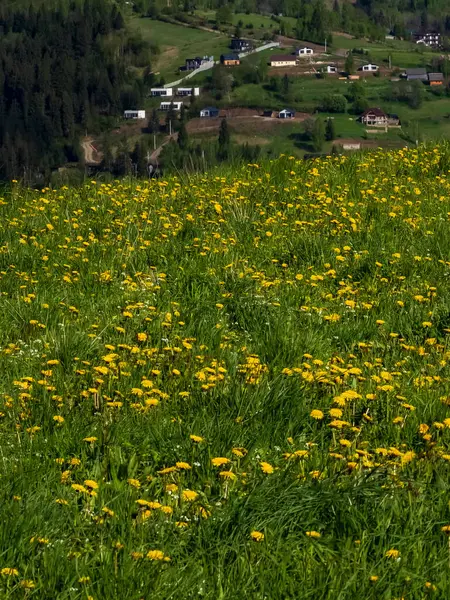 Sarı çiçekli güzel bir manzara.