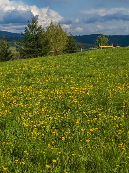 Önünde büyük bir çimen ve büyük sarı çiçekler olan güzel bir çayır manzarası. Yaz ve doğal manzara konsepti.