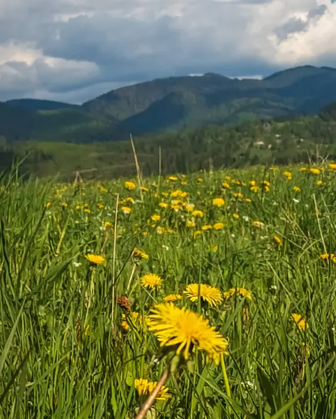 Sarı çiçekli güzel bir manzara.