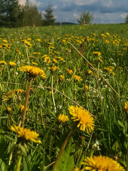 Çiçek tarlası ve yeşil otlarla dolu güzel bir manzara.