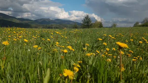 Ukrayna 'daki Karpatlar' ın güzel yaz manzarası