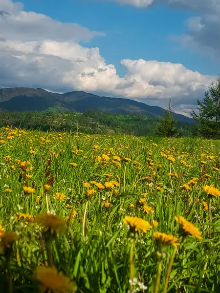 Dağlardaki bir dağ çayırında papatya tarlası
