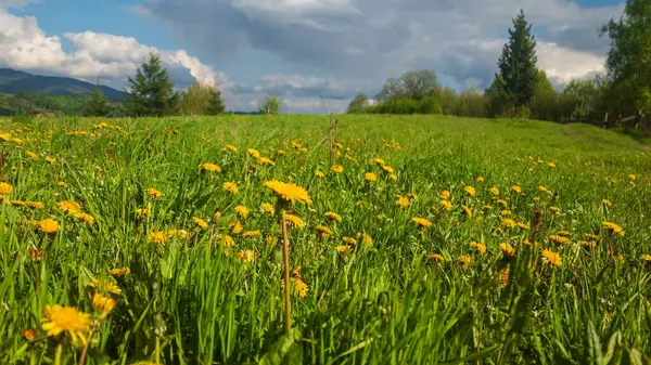 Dağlarda bir çayırda karahindiba ile yaz manzarası