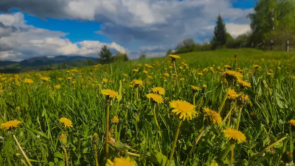 Dağlarda sarı karahindibalar olan çayır. yaz arkaplanı