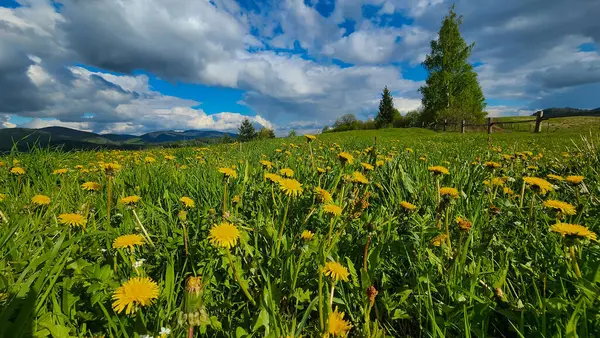 Dağlarda güzel çiçekler