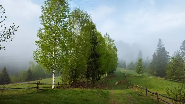 ormandaki yeşil çimen