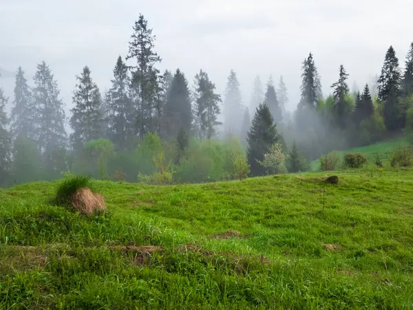 Karpat dağlarında sisli bir sabah.