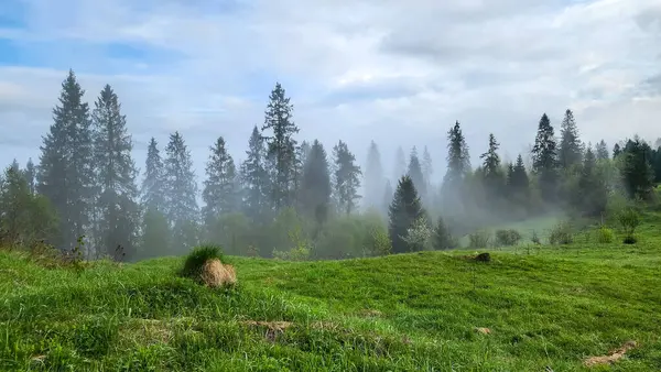 Yeşil orman ve dağ manzarası