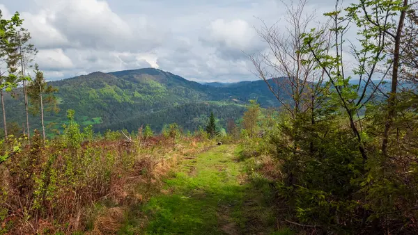 Karpatlar 'daki dağ ormanı manzarası.
