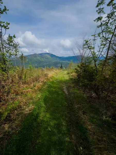 Dağlardaki ormanın güzel manzarası