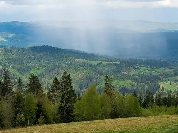 Karpatlar 'da dağları olan güzel yeşil orman.