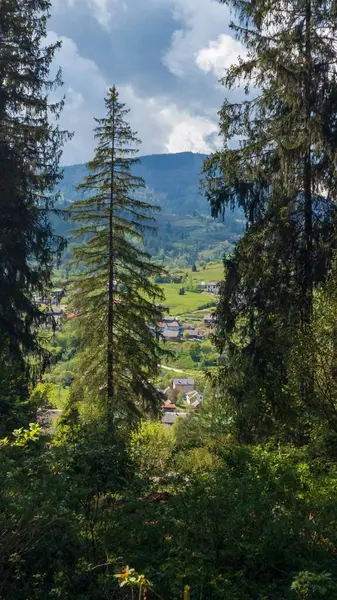 Ormandaki güzel dağ manzarası