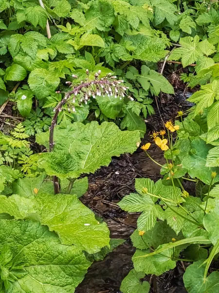 Ormanda yeşil yapraklar