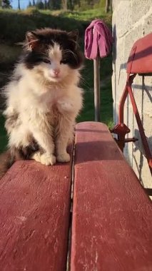 Kedi yerde oturuyor.