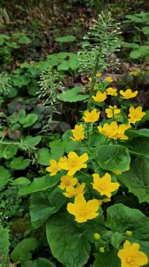 Bahçedeki güzel çiçekler