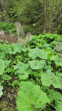 Ormandaki yeşil bitkiler, bitki örtüsü ve doğa