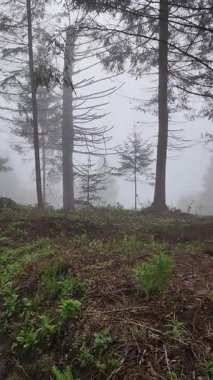 Ormanda sisli bir sabah