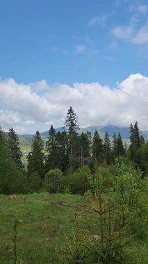 Yeşil orman ve dağların manzarası