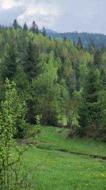 Karpatlar 'ın dağlarındaki Karpat manzarası