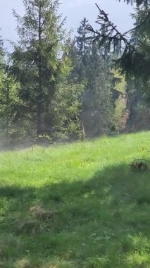 Ağaçlarla kaplı güzel bir manzara.